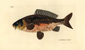 Carpio: Common carp, Cyprinus carpio var Vulnerable