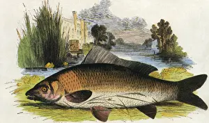 Carp: Common Carp on Ground