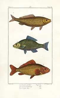 Coignet: Common carp (vulnerable), bronze carp and goldfish
