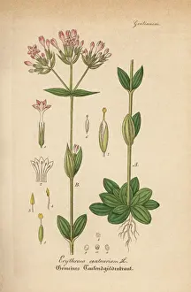 Centaury: Common centaury, Centaurium erythraea