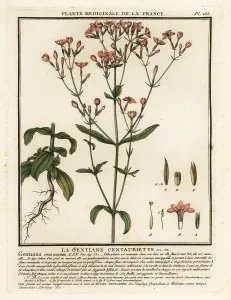 Plante Medicinale De La France: Common centaury. Centaurium erythraea