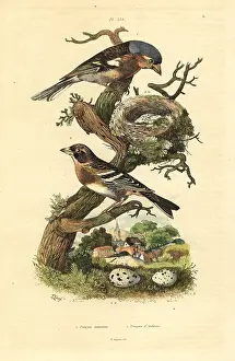 Fries: Common chaffinch and brambling