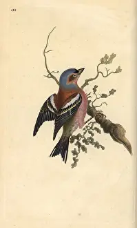 Fringilla: Common chaffinch, Fringilla coelebs