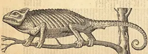 Xylograph: Common chameleon, Chamaeleo chamaeleon