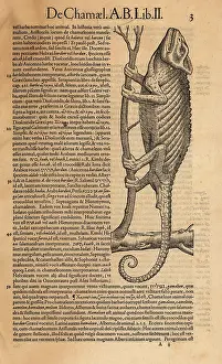 Xylograph: Common chameleon, Chamaeleo chamaeleon
