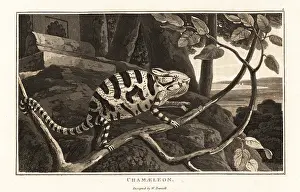 Zoography: Common chameleon or Mediterranean chameleon