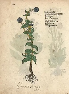 Chicory: Common chicory, Cichorium intybus