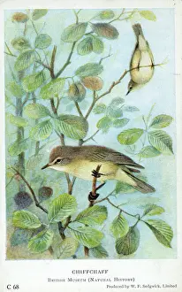 Grenville Collins: Common chiffchaff