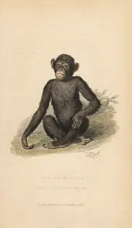 Troglodytes: Common chimpanzee, Pan troglodytes. Endangered