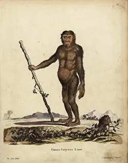 Troglodytes: Common chimpanzee, Pan troglodytes. Endangered