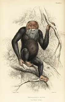 Troglodytes: Common chimpanzee, Pan troglodytes. Endangered