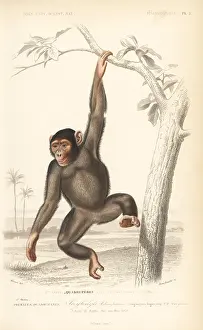 Dorbigny: Common chimpanzee, Pan troglodytes. Endangered