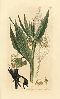 Comfrey: Common comfrey, Symphytum officinale
