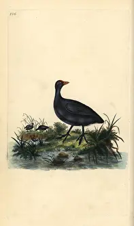 Coot: Common coot, Fulica atra