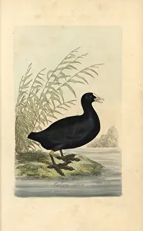 Howitt: Common coot, Fulica atra