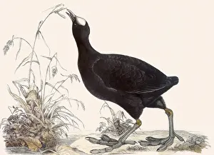Lizars: Common Coot, Fulica atra