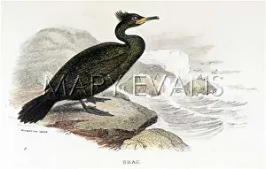 Phalacrocorax: COMMON CORMORANT