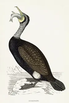 Phalacrocorax: COMMON CORMORANT (MORRIS
