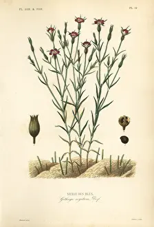Bles: Common corn-cockle, Agrostemma githago, Githago segetum