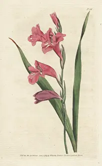 Gladiolus: Common corn flag, Gladiolus communis