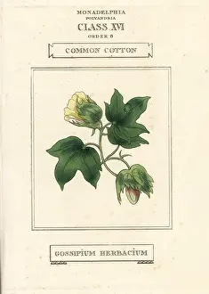 Gossypium: Common cotton, Gossypium herbaceum