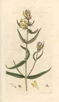 Pratense: Common cow-wheat, Melampyrum pratense