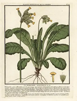 Plante Medicinale De La France: Common cowslip or cowslip primrose, Primula veris