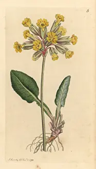 Veris: Common cowslip, Primula veris