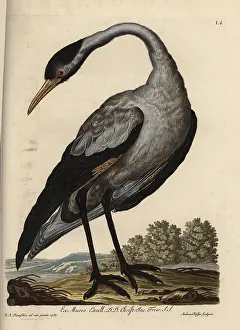Auserlesenes: Common crane, Grus grus (Grus nostra)