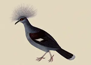 Impressive: Common Crested Pigeon