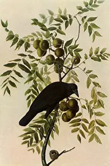 Perches: Common Crow