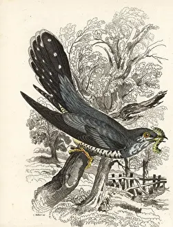 Canorus: Common cuckoo, Cuculus canorus