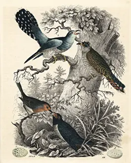 Erithacus: Common cuckoo, Cuculus canorus