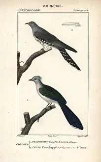 Guyard: Common cuckoo, Cuculus canorus, and crested