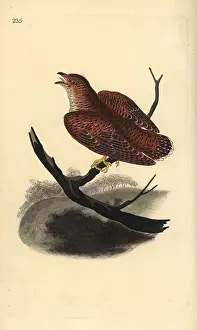 Canorus: Common cuckoo (juvenile), Cuculus canorus