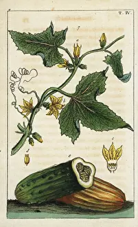 Gherkin: Common cucumber, Cucumis sativus
