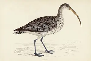 Curlew: COMMON CURLEW (MORRIS)