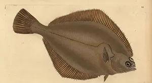 Pleuronectes: Common dab, Limanda limanda