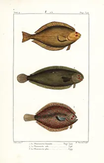 Pretre: Common dab, sole and European plaice