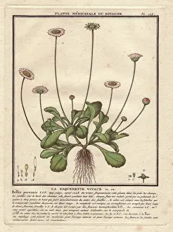 Bulliard: Common daisy, Bellis perennis