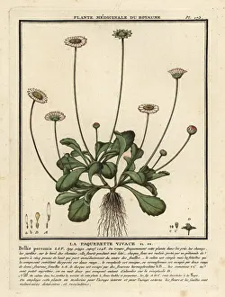 Colour Printing: Common daisy, Bellis perennis
