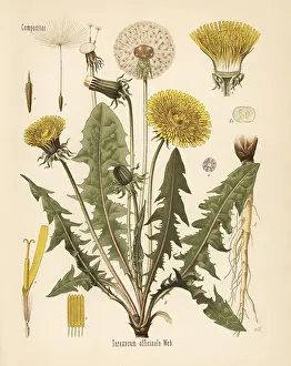 Taraxacum: Common dandelion, Taraxacum campylodes