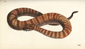 Adder: Common death adder, Acanthophis antarctica