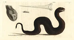 Elford: Common death adder, Acanthopis antarcticus