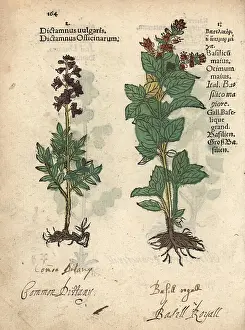 Mariana: Common dittany, Cunila mariana, and sweet