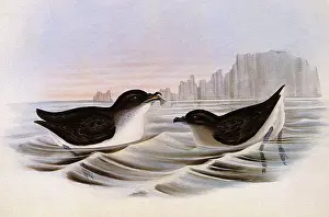 Petrel: Common Diving Petrel, Pelecanoides urinatriX