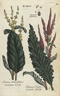 Principally: Common dock, Rumex obtusifolius, and curled