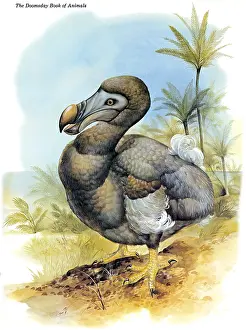 Extinction: Common Dodo