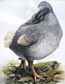 Extinction: Dodo