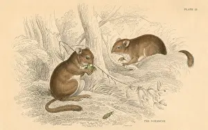 Naturalists: Common Dormouse (Muscardinus arvellanarius), hibernating